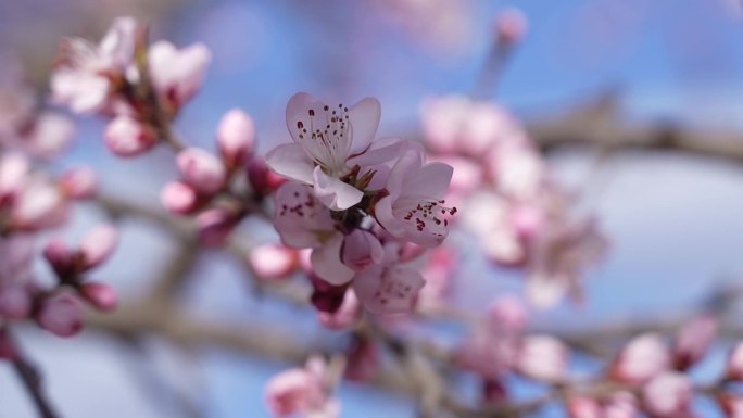 高清春天路边开的樱花 苹果花 桃花 杏花