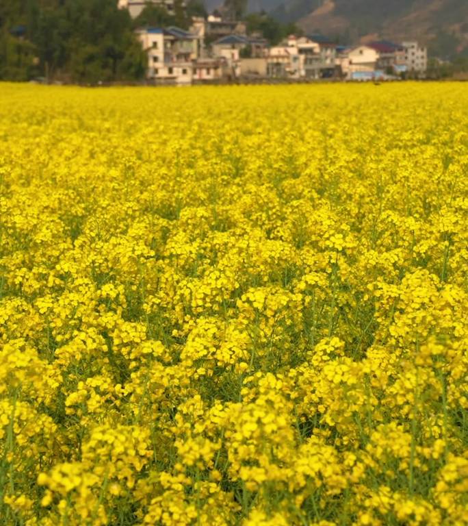 贵州遵义贡米村油菜花1