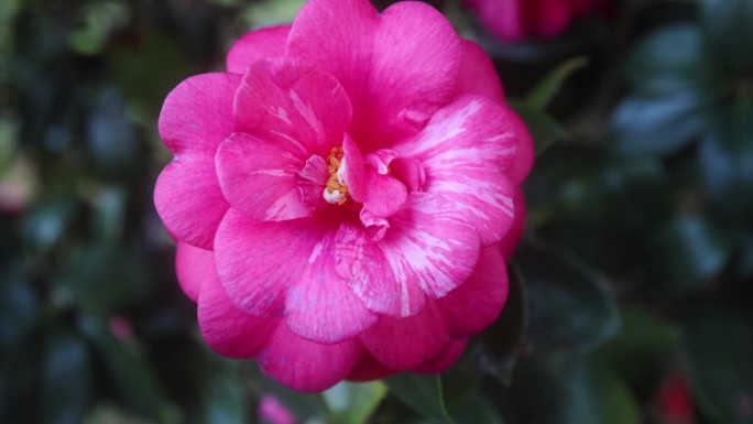 美丽活泼的山茶花，明亮的粉红色花瓣和深绿色叶子的背景。