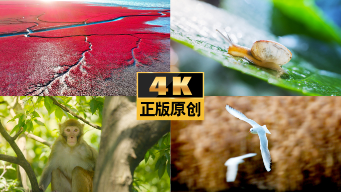 生灵生命植物生态湿地动物候鸟自然昆虫生命