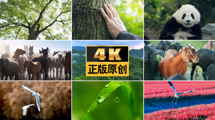 生灵生命植物生态湿地动物候鸟自然昆虫生命