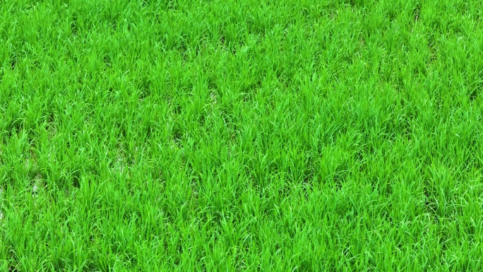 水稻秧苗农田航拍