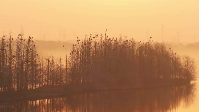 武汉东湖鸟岛 航拍东湖鸟岛  夕阳 群鸟