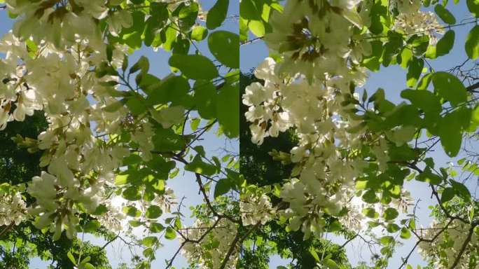 慢动作从白花开花的假金合欢树回来