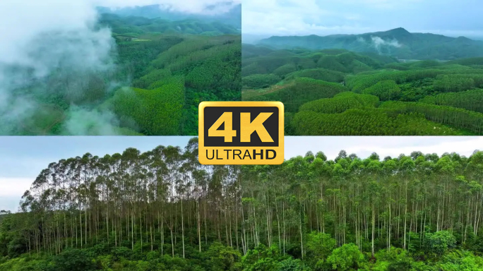 柠檬桉树成片种植林区航拍