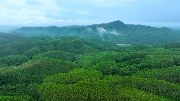 柠檬桉树成片种植林区航拍