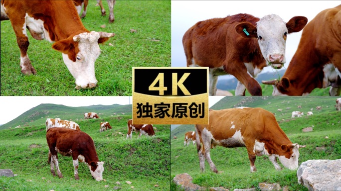 山坡放牛草原牛群放牧