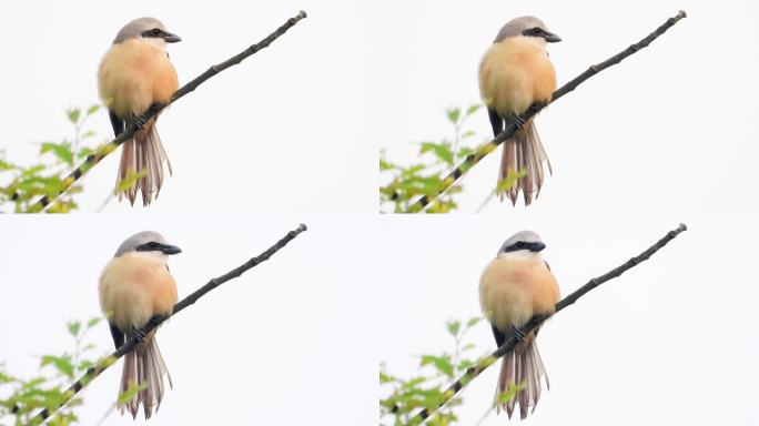 这是什么伯劳鸟？这么漂亮