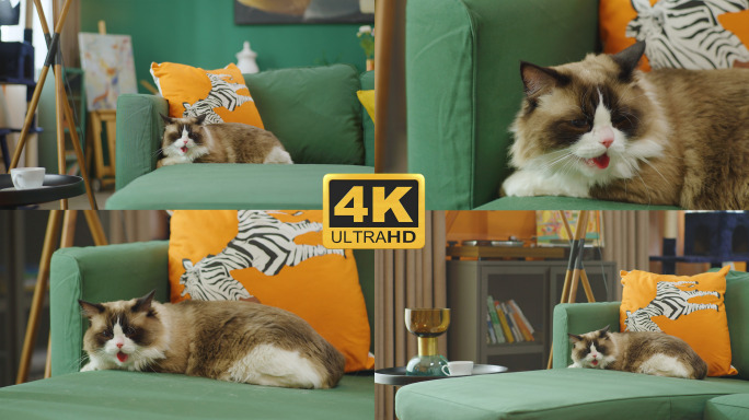 热坏了沙发上吐舌头的布偶猫