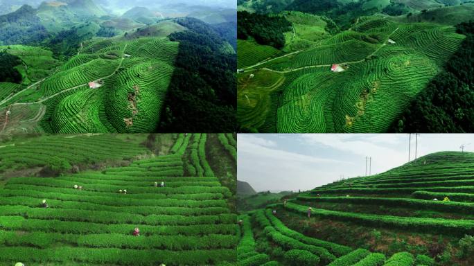 4k茶园航拍
