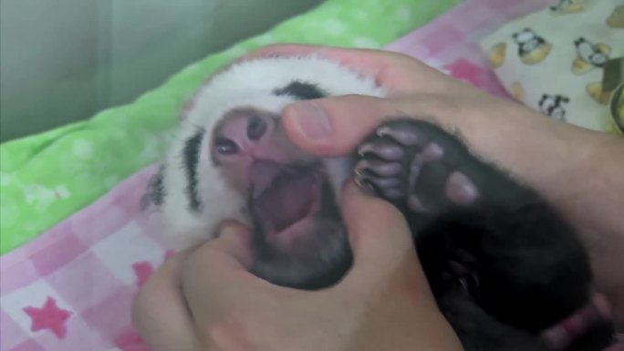 在日本出生的大熊猫香香从幼崽到成年的经历
