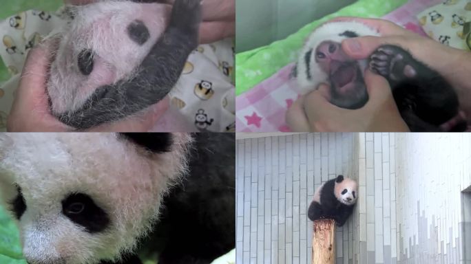 在日本出生的大熊猫香香从幼崽到成年的经历