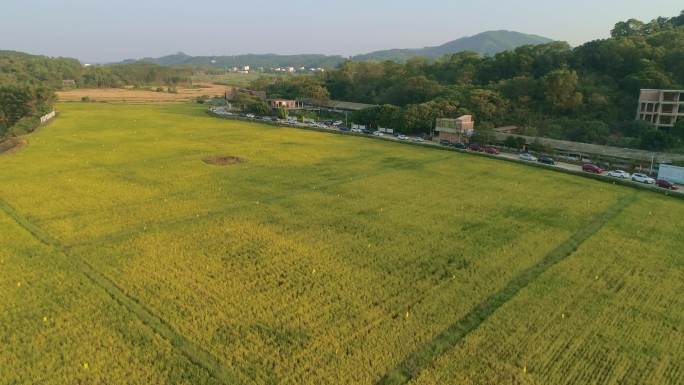 航拍水稻田喜庆丰收