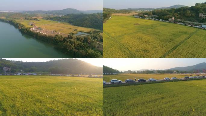 航拍水稻田喜庆丰收