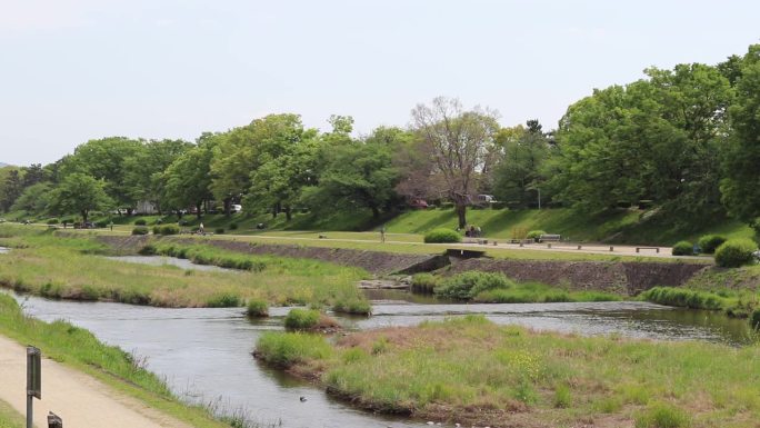 日本京都的加莫河——风景、人、水禽