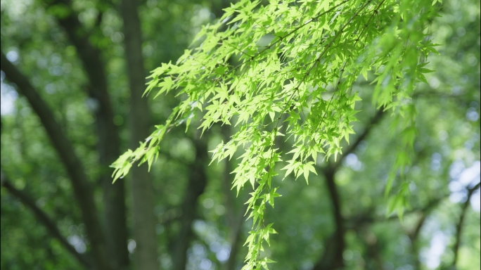 唯美空镜树叶树木夏日绿色大自然