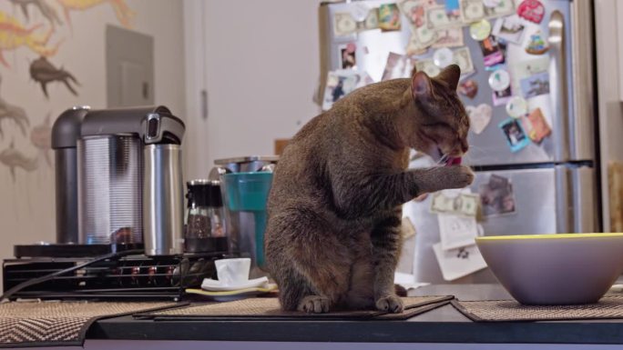 虎斑猫喂食后在厨房桌子上洗口鼻