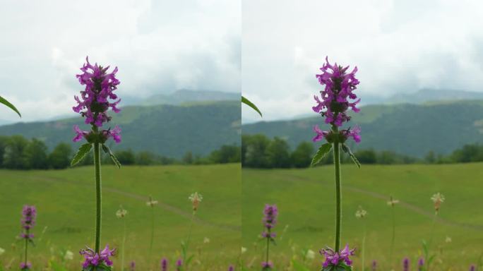 以山为背景的野花。从较低的角度看摇曳的干草。草原上的日落。夏日的微风。背景是绿色的山脉。视差效果
