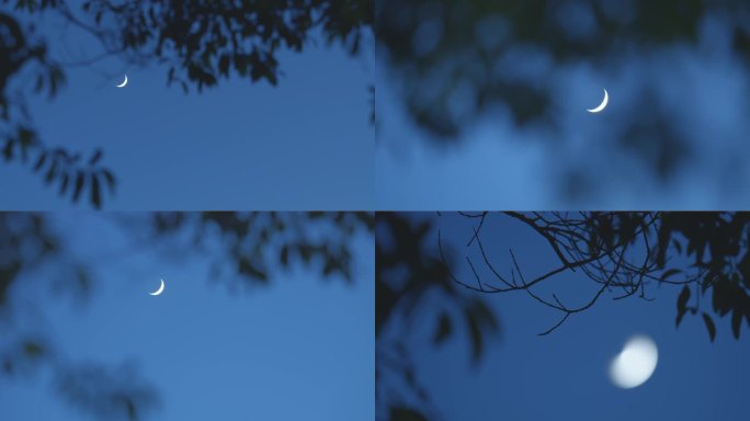 月亮月牙弦月夜空树影摇曳