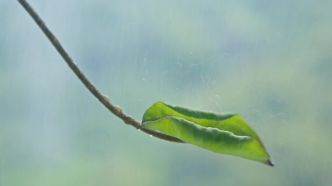 雨天和荷叶