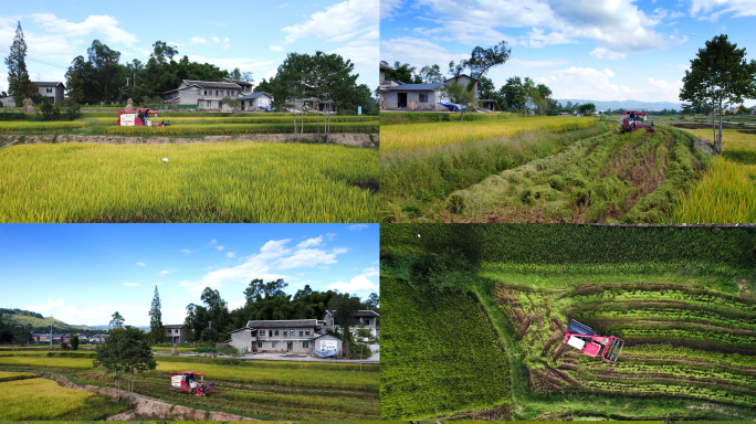 农村 农民 收割机 秋收稻谷