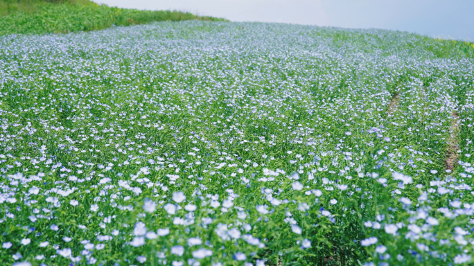亚麻开花