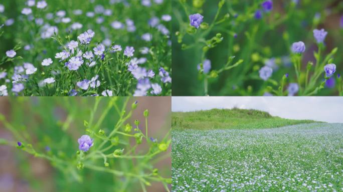 亚麻开花