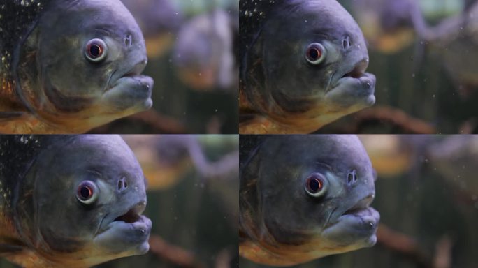 食人鱼-巨像鱼特写。