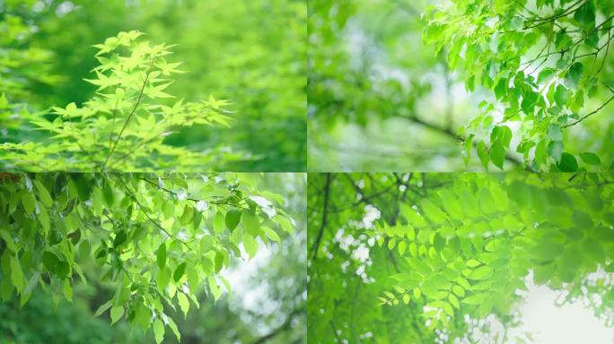 4K绿色阳光树叶