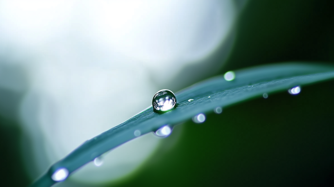 雨水节气寒露节气露珠露水叶子唯美意境空镜