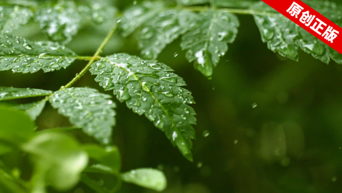 滴水树叶下雨雨水清新露水叶子大自然落叶