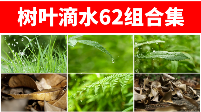 滴水树叶下雨雨水清新露水叶子大自然落叶