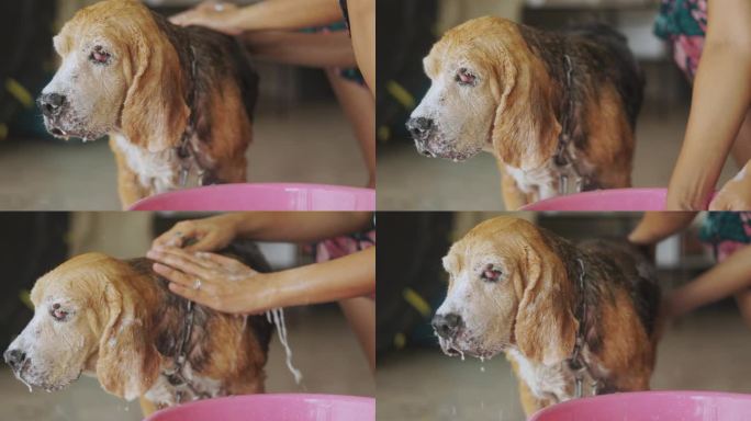 近距离拍摄一只温柔的手在户外给一只可爱的小猎犬洗澡，捕捉到狗在宠物护理、动物福利和爱的高级宠物的基本