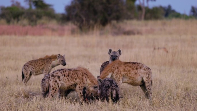 特写镜头。一小群斑点鬣狗正在吃黑斑羚的尸体