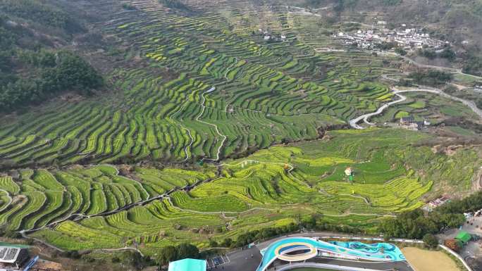 覆卮山油菜花-3_1