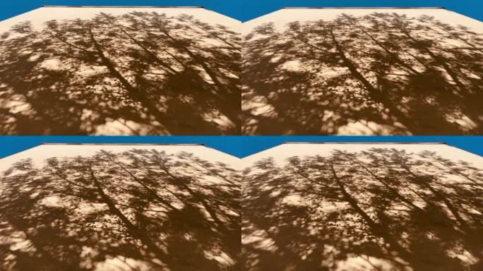 树叶在墙上的影子