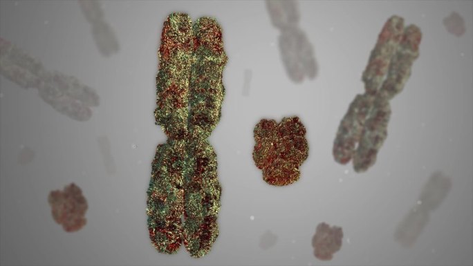 X染色体和Y染色体漂浮着