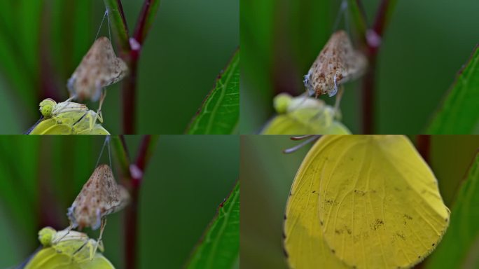 蝴蝶破茧黄蝴蝶大自然生灵