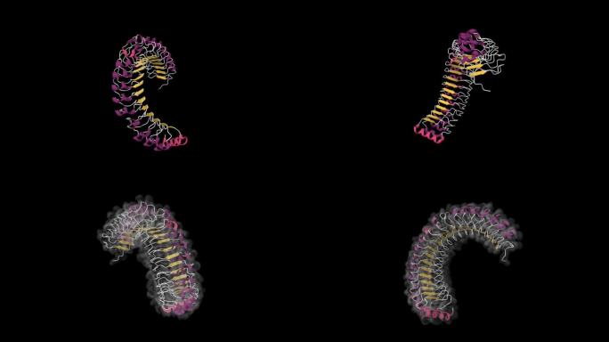 SHOC2的晶体结构