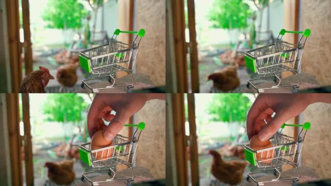 一个鸡蛋被放入购物车的特写镜头，背景是家鸡