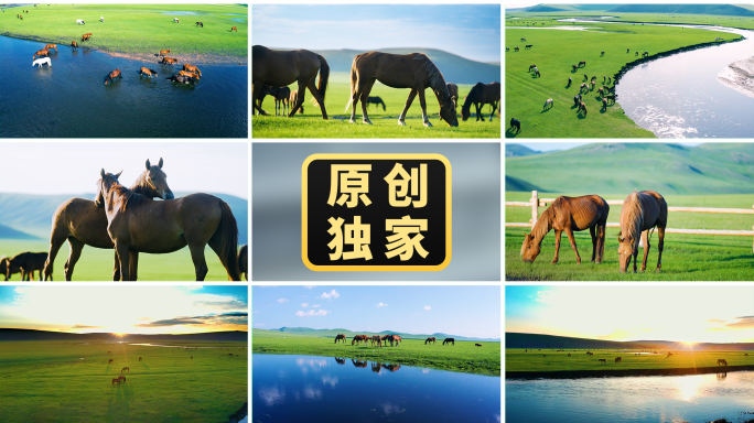 马草原骏马奔跑马吃草骏马奔腾骏马奔驰驰骋