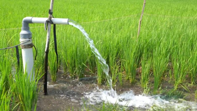 利用泵井灌溉稻田，将水从地下抽到稻田中。从灌溉渠系统抽水的泵站。