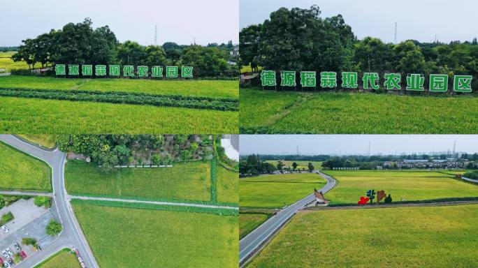 四川郫都区乡村振兴德源稻蒜现代农业园4k
