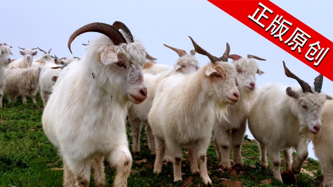 羊高山高原山顶羊群