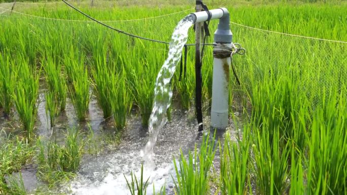 利用泵井灌溉稻田，将水从地下抽到稻田中。从灌溉渠系统抽水的泵站。