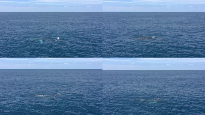 在墨西哥Revillagigedo群岛附近深蓝色水域游泳的鲸鱼鸟瞰图。太平洋上雄伟的海洋生物。