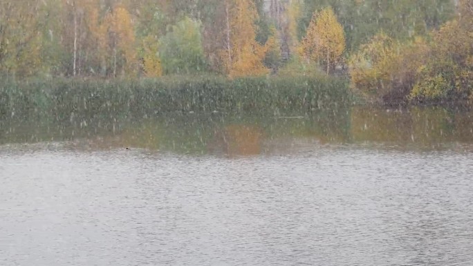 秋天，城市公园和湖的第一场雪。天气不好，多云，潮湿，雨雪，刮风，心情郁闷。树的枝条金黄，绿油油，叶子