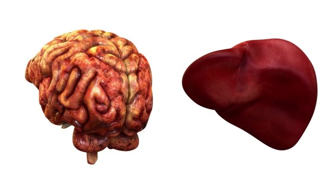 人体内脏、大脑与肝脏解剖动画概念
