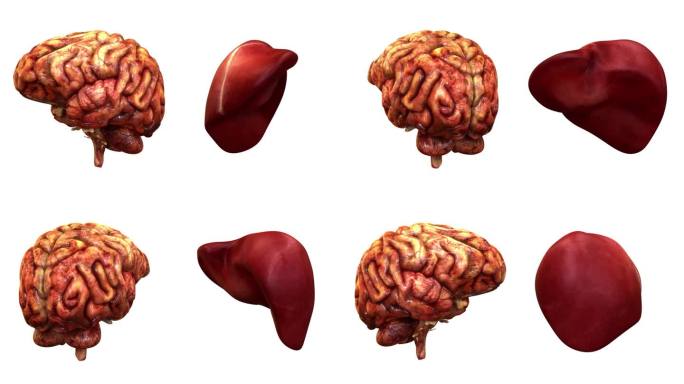 人体内脏、大脑与肝脏解剖动画概念