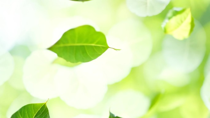 爆炸绿茶叶子清新香甜茶叶散开绿色植物叶子